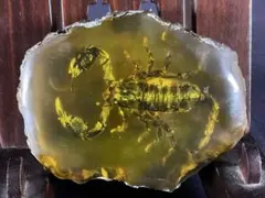 琥珀色のさそり標本 2026年最新】琥珀 サソリの人気アイテム - メルカリ