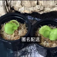 ビカクシダ 2株セット 専用 ビカクシダ子株セット（マダガスカリエンセ、スパーバム） - メルカリ