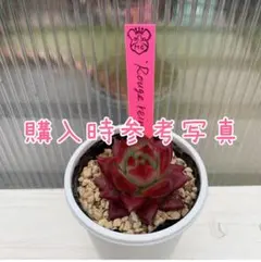 アテルーフ(自家)札付きポットごとメルカリ便ルイパパさん苗 アテルーフ(自家)札付きポットごとメルカリ便ルイパパさん苗