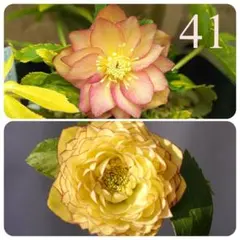 コロネパパ様 リクエスト 3点 まとめ商品