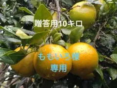 ももいろ様専用❣ たんかん☆贈答用10キロ♪