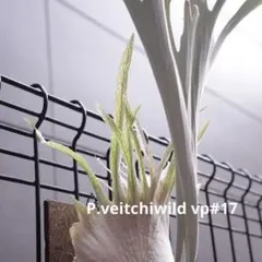 2026年最新】veitchii wildの人気アイテム - メルカリ