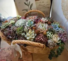 多肉植物寄せ植え　そのまま飾れる　大きなバスケット♪︎*