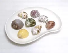 ヤドカリ貝殻 Mサイズ位 ヤドカリさんの宿替えに♪8個セット②