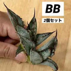 ［専用］アガベ 子株 セット 000000132563-01-l.jpg?t=