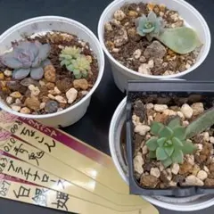 ⑧大きめ苗! 青鬼❣️祭囃子❣️赤鬼❣️紅ひなまつり❣️6苗メルカリ便送料込 2025年最新】おらいさん苗 赤鬼の人気アイテム - メルカリ