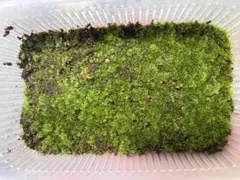 2026年最新】伊弉諾 ビカクシダの人気アイテム - メルカリ