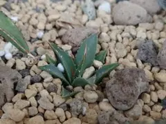 kk様 リクエスト 3点 まとめ商品