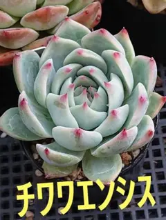❇値下げ✡青札『エレガンスラパスx雲の花』☆ポット発送◎抜き苗は100