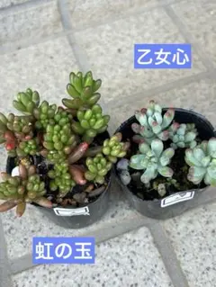 多肉植物 寄せ植えセット 七福神 乙女心 つぶつぶ屋さん - メルカリ