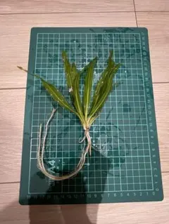 2026年最新】エキノドルスの人気アイテム - メルカリ