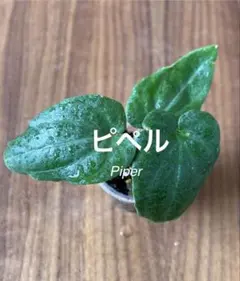 ハリモモ クリスマスローズ 小苗 SDピエラ セルフ クリスマスローズ小苗 ddピエラ(セルフ) 1苗 - メルカリ