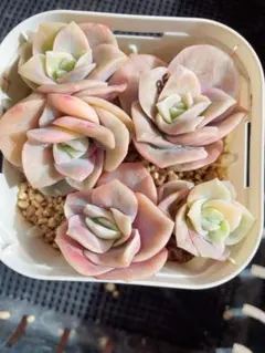 happy様 リクエスト 2点 まとめ商品