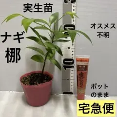 宮崎マンゴー苗 無農薬 宮崎マンゴー苗木 無農薬 ポットのまま発送