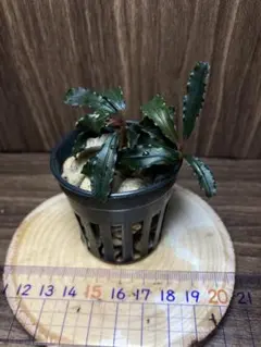 2025年最新】ブラウニーゴーストの人気アイテム - メルカリ