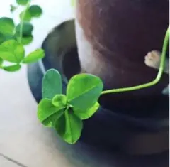 めめ様専用　修理代