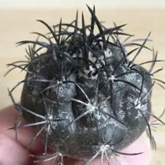 2026年最新】コピアポア グリセオビオラセアの人気アイテム - メルカリ