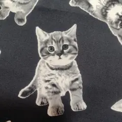 Item thumbnail for item 865f14c1-0010-4c7a-8e28-a3fc43bf4372