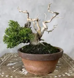 【真柏（シンパク）】｜小品盆栽　樹高約13cm　左右約17cm　奥行約15cmのサムネイル