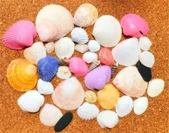 ウェディング 貝殻 貝殻セット インテリア ハンドメイド ウェルカムスペース