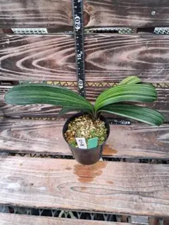 君子蘭　斑入り　クンシラン　ガーデニング　観葉植物　植物　蘭　インテリア　山野草 君子蘭 斑入り 観葉植物 インテリア ガーデニング 山野草 植物 蘭