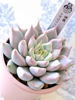 多肉植物 ココベリア 命名株 宵紫 🐾 2025.02.19.☀️ #パル苗選抜候補