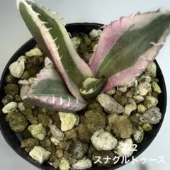 2025年最新】スナグルトゥースの人気アイテム - メルカリ