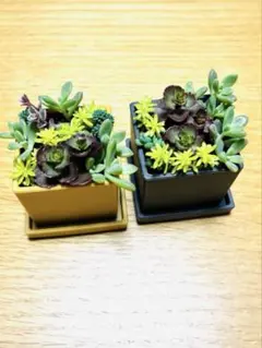 2026年最新】多肉植物 寄せ植え そのまま飾れるの人気アイテム - メルカリ