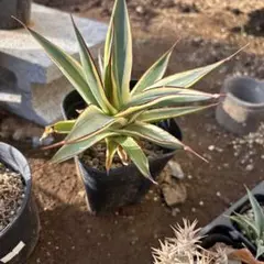 2026年最新】アガベ スノーグローの人気アイテム - メルカリ