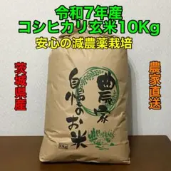 令和7年滋賀県産 コシヒカリ1等【玄米10kg】石抜き済 色選別済み全国送