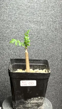 2025年最新】ボスウェリア ネグレクタの人気アイテム - メルカリ