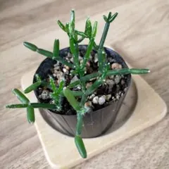 【専用】リプサリス✳︎さま 楽天市場】観葉植物【リプサリス属】リプサリス6.5号Sセメント鉢（皿付