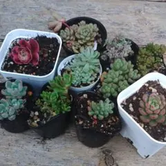 多肉植物　エケベリア　セダム　アエオニウム　ピンクウィッチのサムネイル