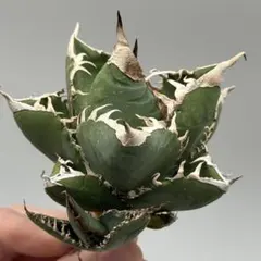 ☆A-2 アガベ オアハカ オテロイ ワイルド株 ベアルート メルカリ便発送 アガベ オアハカ 