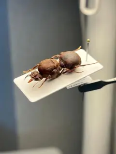 蟻最高級種】ホンウロコアリ 標本 サシハリアリ ブルドッグアント