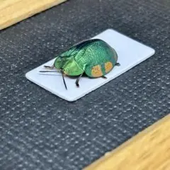 2026年最新】ハムシ標本の人気アイテム - メルカリ