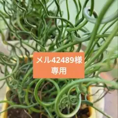 観葉植物　ラセンイ　苗のサムネイル