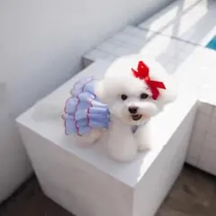 SALE‼️ お洒落な犬服 ワンコ服 Sサイズ 未使用！