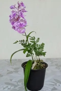【美品】ウチョウラン斑入り 山野草 羽蝶蘭　苔付きのサムネイル