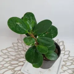 ❤️人気観葉植物❤️】ぺぺロミア ホープ ポットごと発送‼️ - メルカリ