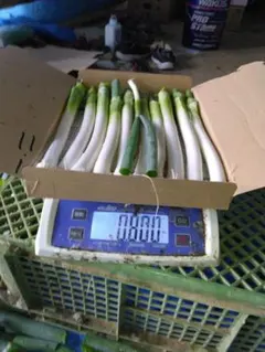 新鮮 長ネギ 800g 箱詰めのサムネイル
