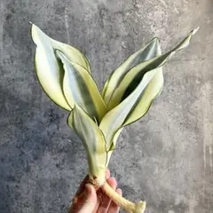 2025年最新】サンスベリア ムーンシャインの人気アイテム - メルカリ