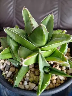 2025年最新】笹の雪 ワイドの人気アイテム - メルカリ