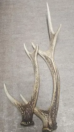 鹿のツノ　専用