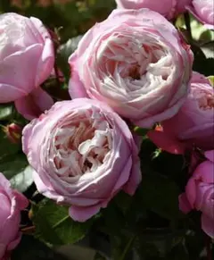 2026年最新】ロサオリの人気アイテム - メルカリ