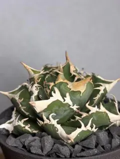 2026年最新】大白鯊 アガベの人気アイテム - メルカリ