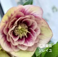 クリスマスローズ 235 - メルカリ