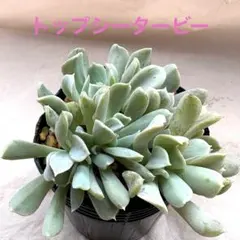 多肉植物 トップシータービー - メルカリ