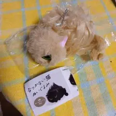 なつかない猫