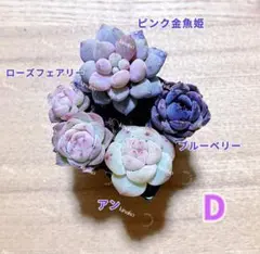 【レア品種】NEW☆4種類☆多肉植物4苗セット 土・根付き